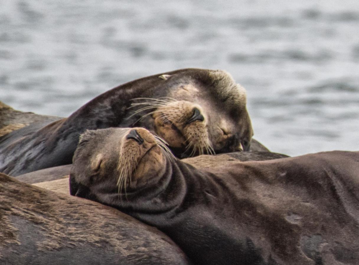 Wild Pacific Guest Suites Ucluelet Luaran gambar